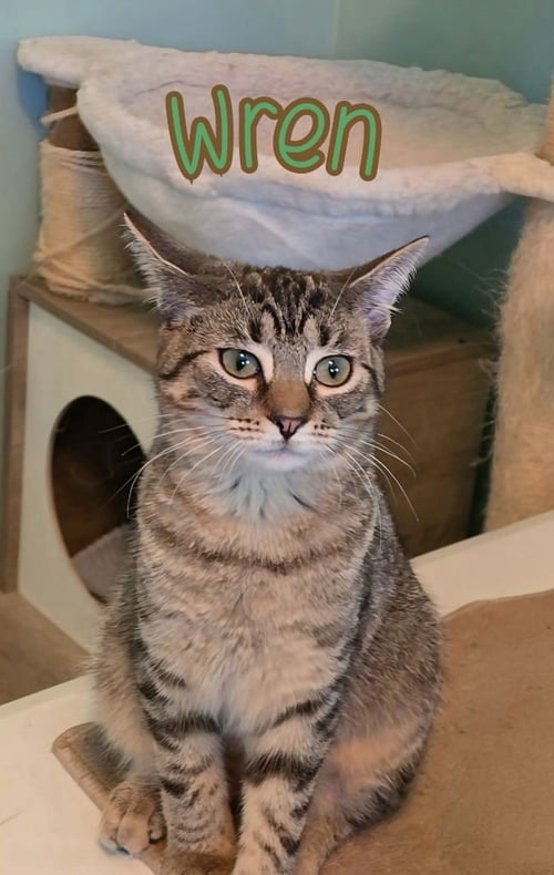 WREN - Domestic Short Hair available for adoption