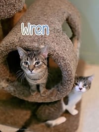 Wren - Photo 4