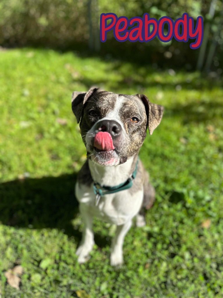 PEABODY - Boxer / Pit Bull Terrier available for adoption