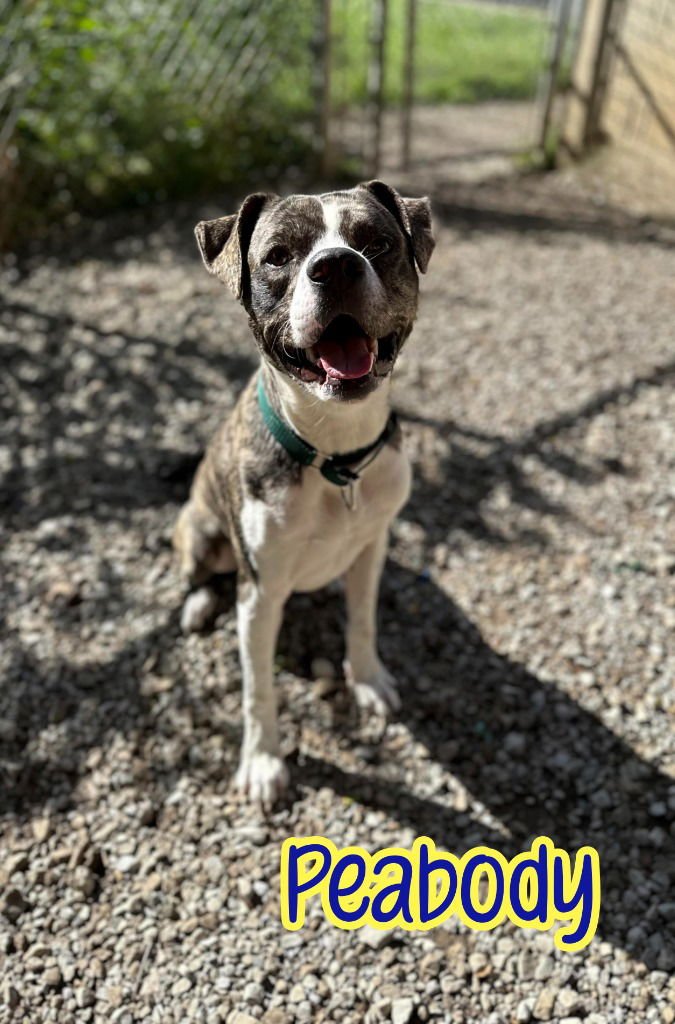 PEABODY - Boxer / Pit Bull Terrier available for adoption