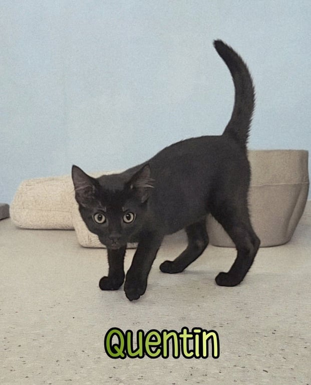 Quentin Image