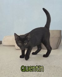 Quentin - Photo 1