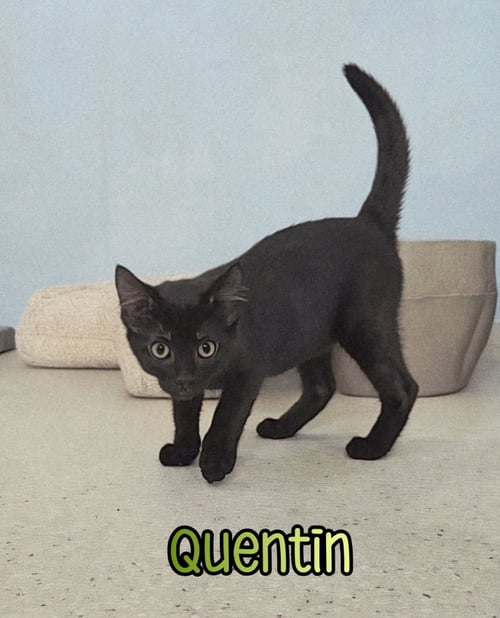 QUENTIN - Domestic Short Hair available for adoption