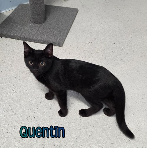 QUENTIN - Domestic Short Hair available for adoption