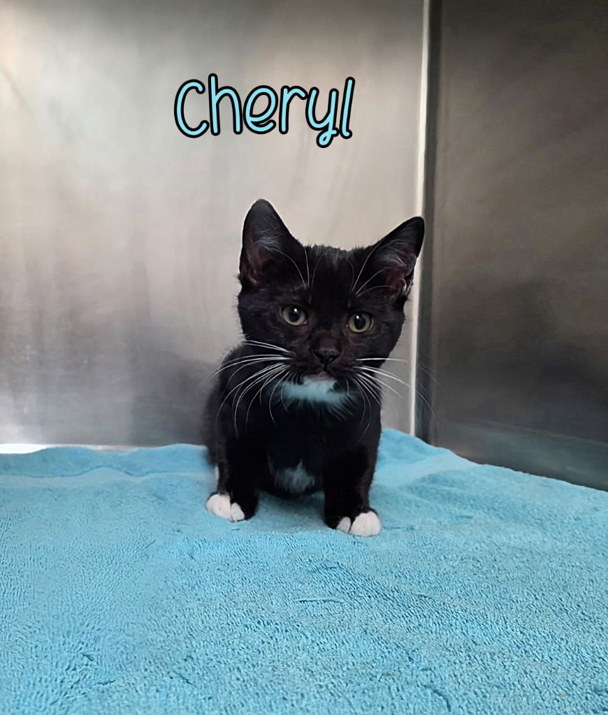 CHERYL - Domestic Short Hair available for adoption
