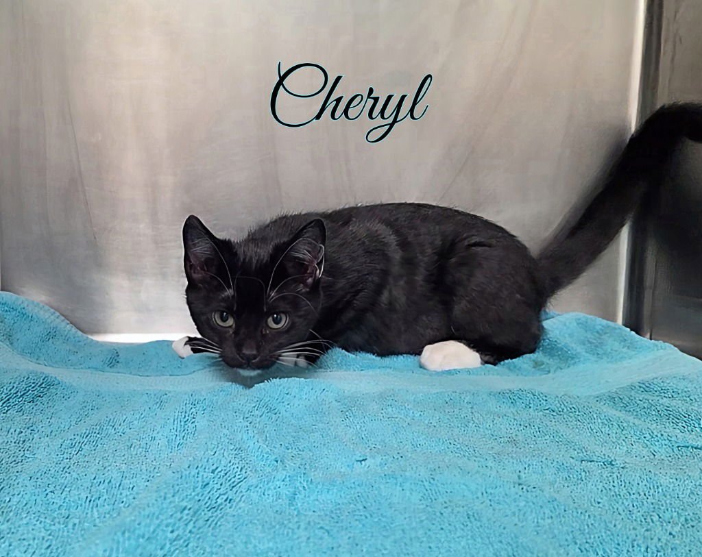 CHERYL - Domestic Short Hair available for adoption