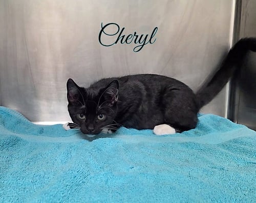 CHERYL - Domestic Short Hair available for adoption