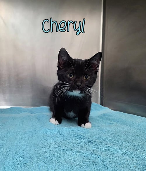CHERYL - Domestic Short Hair for adoption in Toledo
