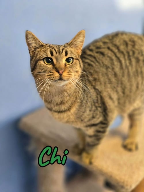 CHI - Domestic Short Hair for adoption in Toledo