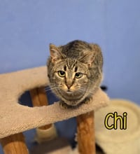 Chi - Photo 3