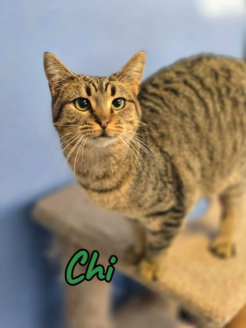 CHI - Domestic Short Hair available for adoption