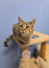 Chi - Photo 4