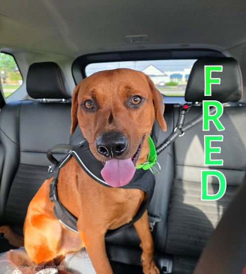 FRED - Redbone Coonhound for adoption in Toledo