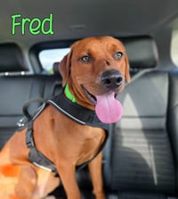 Fred - Photo 3