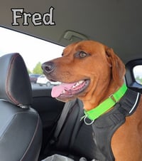 Fred - Photo 4