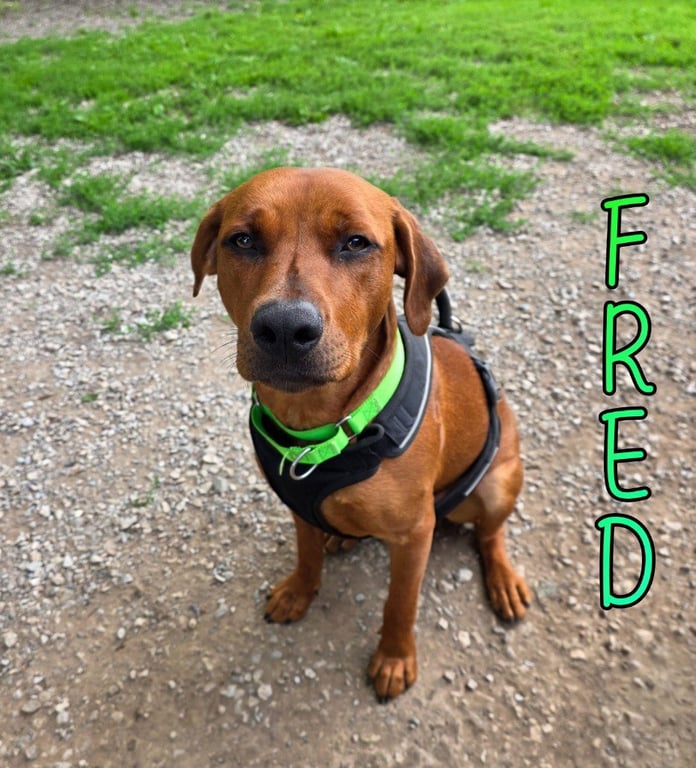Fred Image
