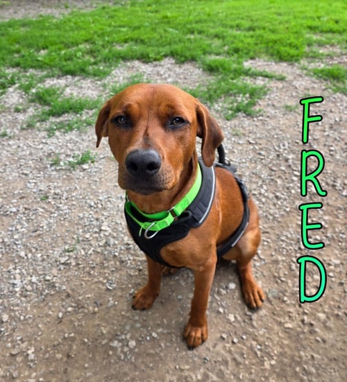 FRED - Terrier for adoption in Toledo
