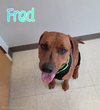 Fred - Photo 2