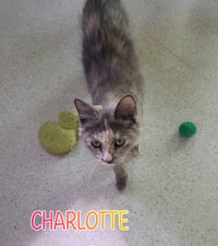 Charlotte - Photo 3