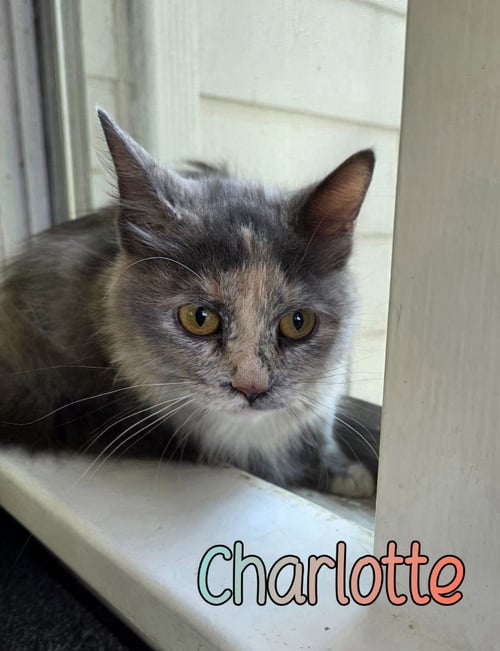 CHARLOTTE - Domestic Long Hair for adoption in Toledo