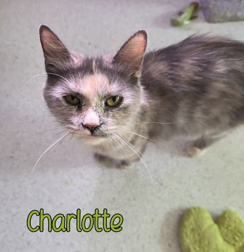 CHARLOTTE - Domestic Long Hair available for adoption