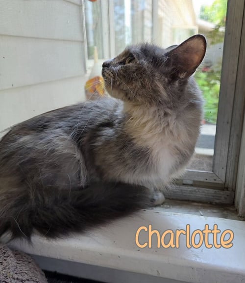 CHARLOTTE - Domestic Long Hair available for adoption