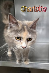 Charlotte - Photo 3
