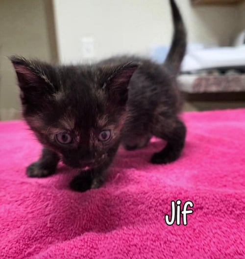 JIF - Domestic Short Hair available for adoption
