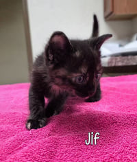 Jif - Photo 3