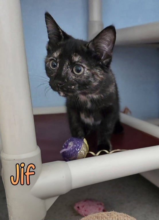 Jif Image