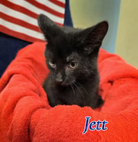 Jett - Photo 1