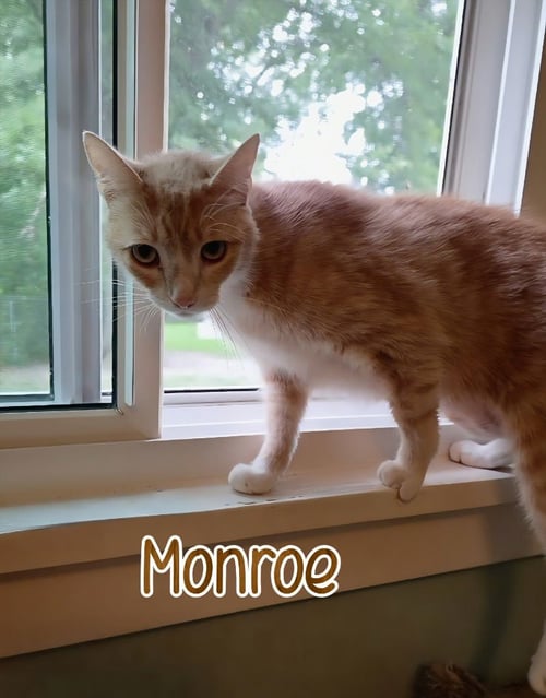 MONROE - Domestic Short Hair available for adoption