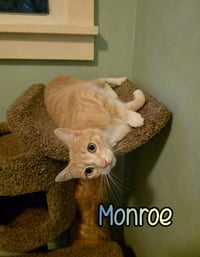 Monroe - Photo 4
