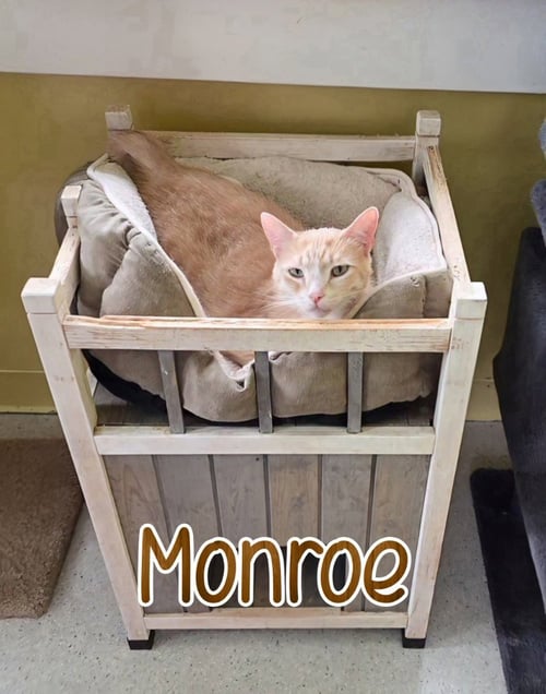 MONROE - Domestic Short Hair available for adoption
