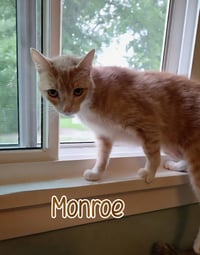 Monroe - Photo 3
