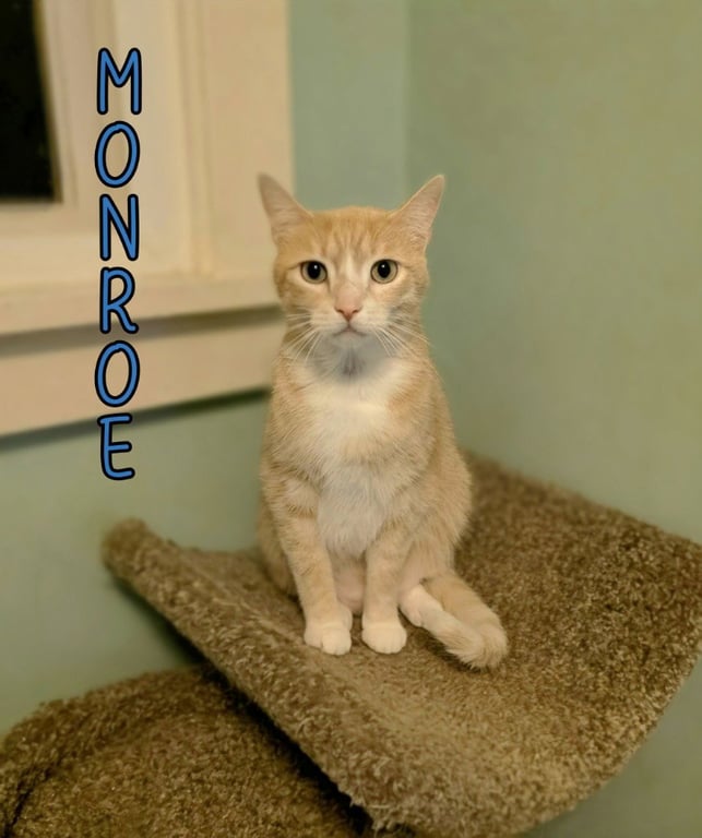 Monroe Image
