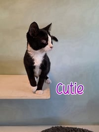 Cutie - Photo 1