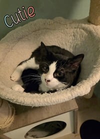 Cutie - Photo 4