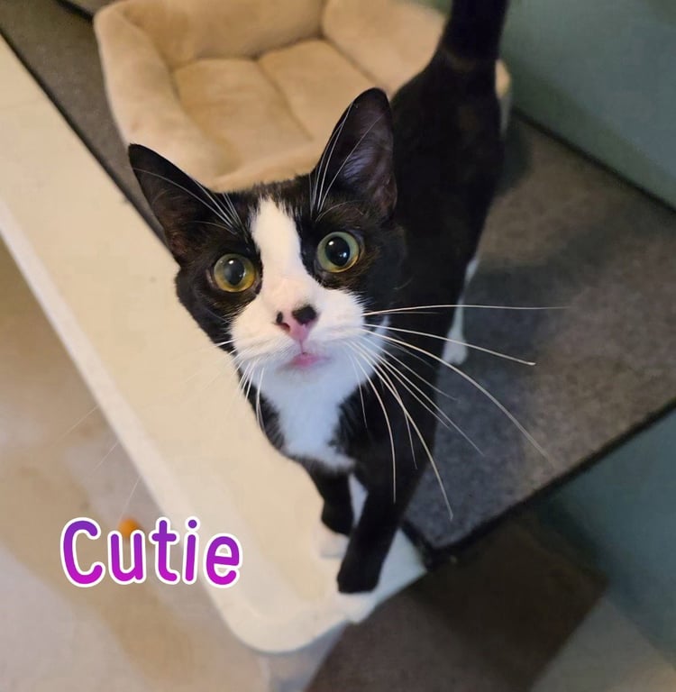 Cutie Image