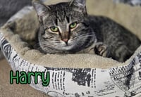 Harry - Photo 4