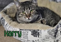 Harry - Photo 4