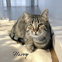 Harry - Photo 1