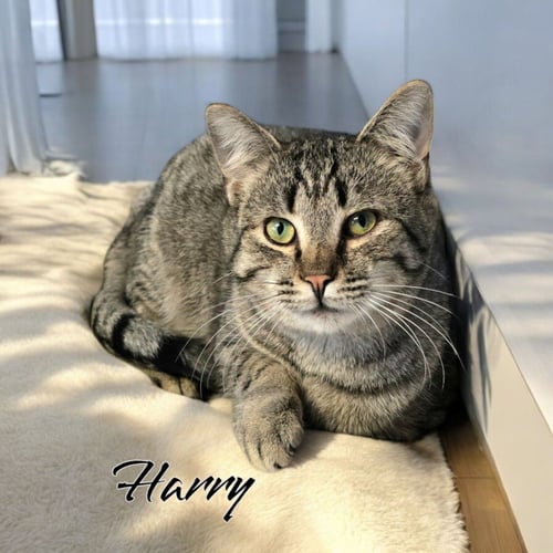 HARRY - Domestic Short Hair available for adoption