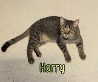 Harry - Photo 2
