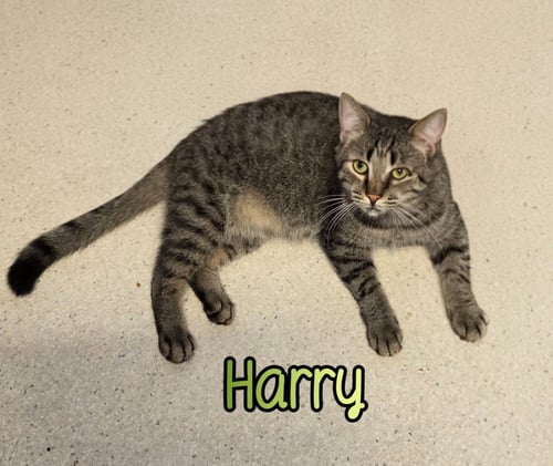 HARRY - Domestic Short Hair available for adoption