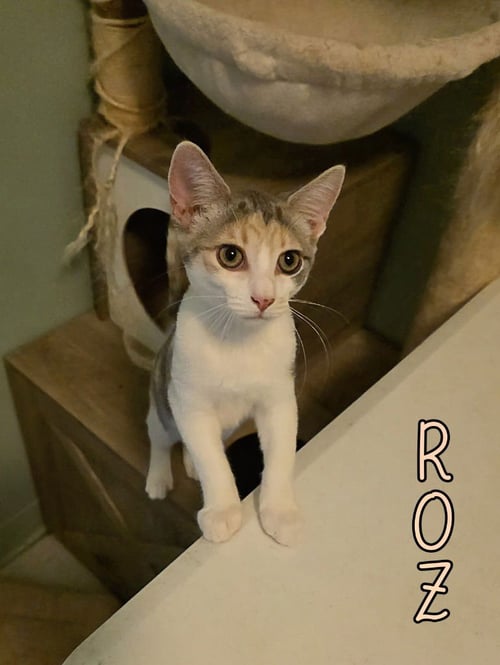 ROZ - Domestic Short Hair available for adoption
