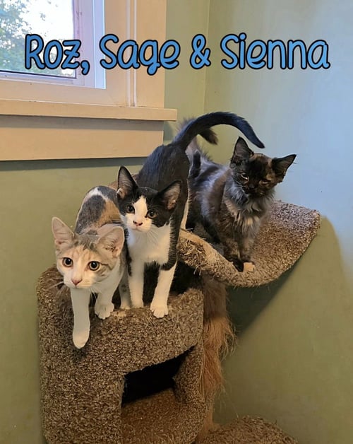ROZ - Domestic Short Hair available for adoption