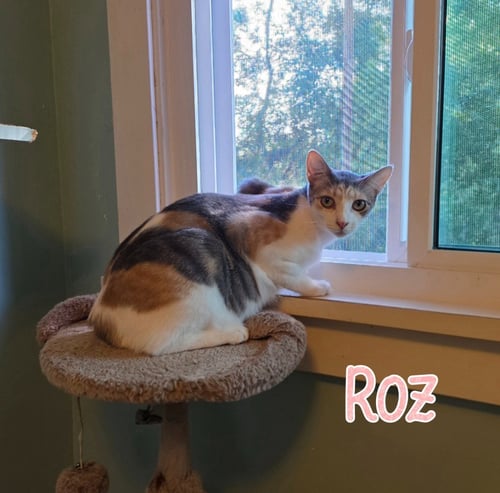 ROZ - Domestic Short Hair available for adoption