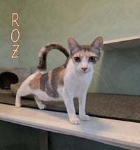 Roz - Photo 4