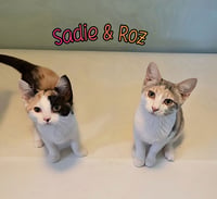 Roz - Photo 4